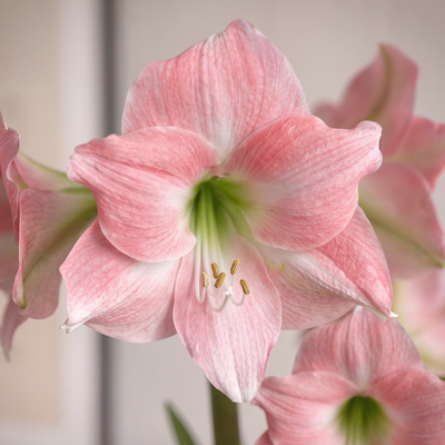 Amaryllis (Hippeastrum) Rebecca