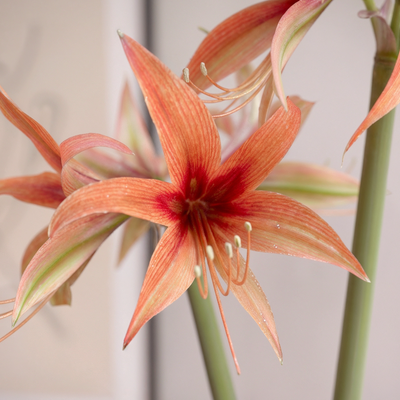 Amaryllis (Hippeastrum) Tango
