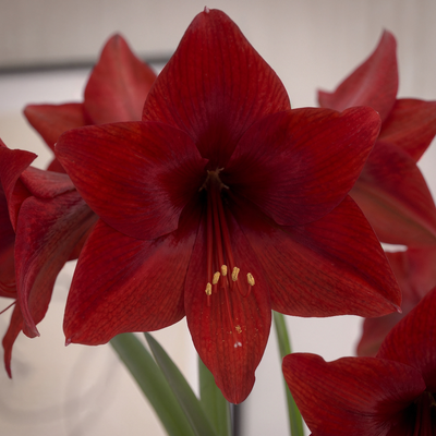 Amaryllis (Hippeastrum) Top Choice