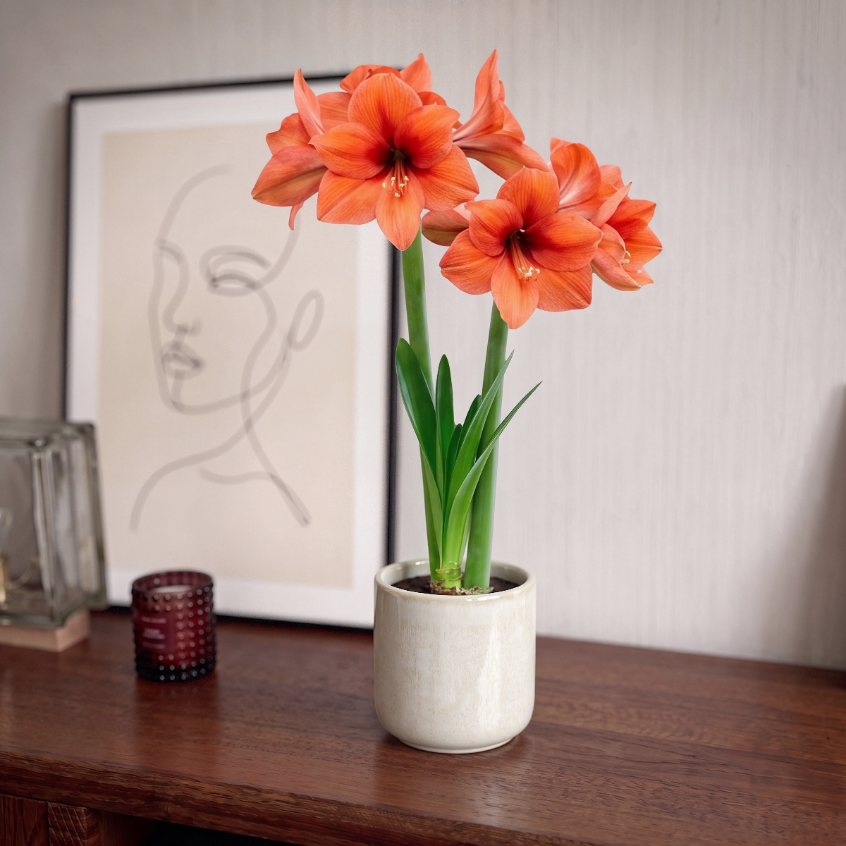 Amaryllis Orange Souvereign