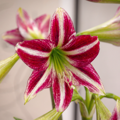 Amaryllis (Hippeastrum) Santiago