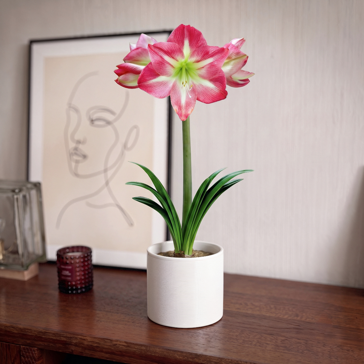 Amaryllis Exposure