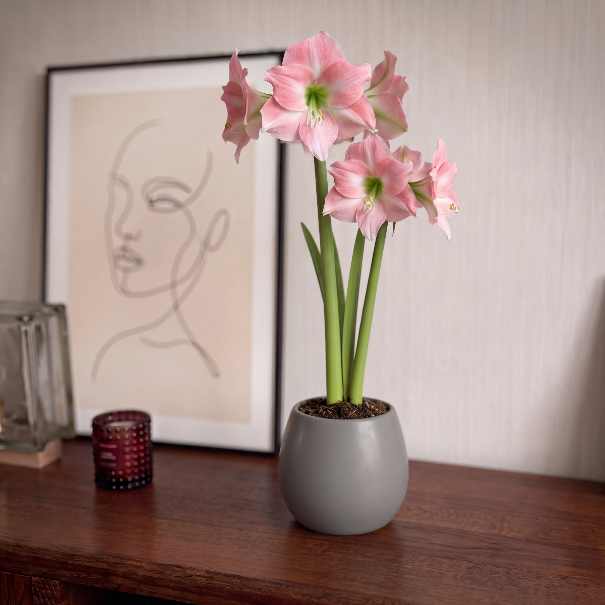 Amaryllis Rebecca