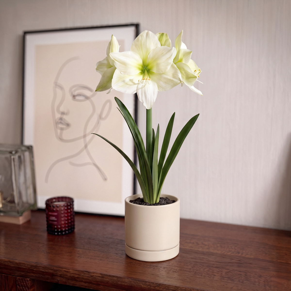 Amaryllis Lemon Star