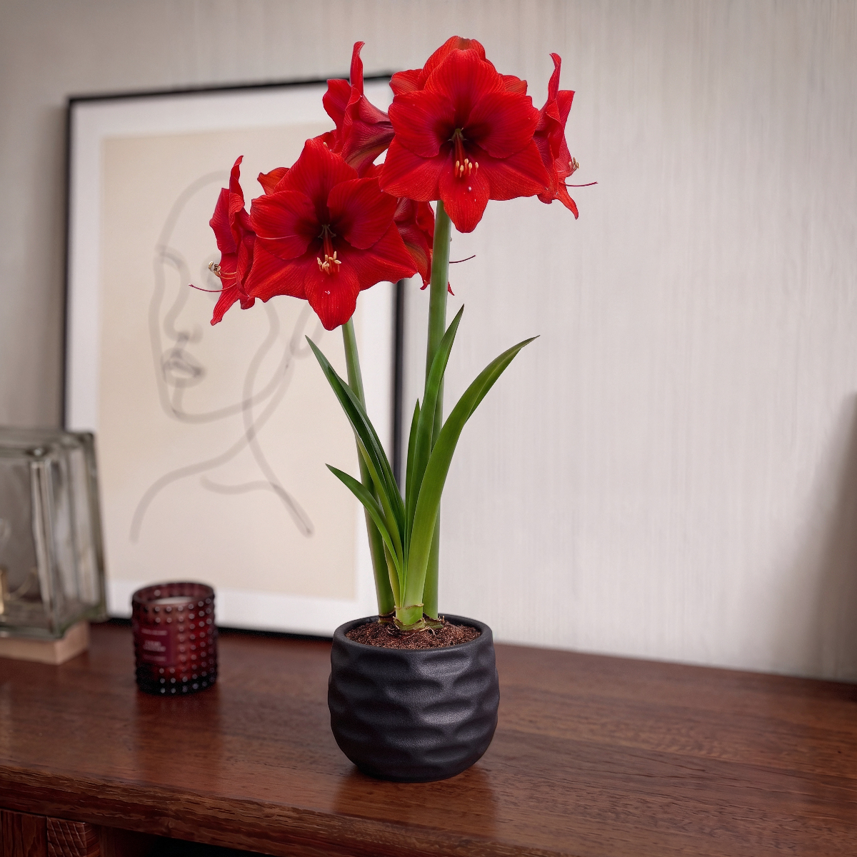 Amaryllis Double Six