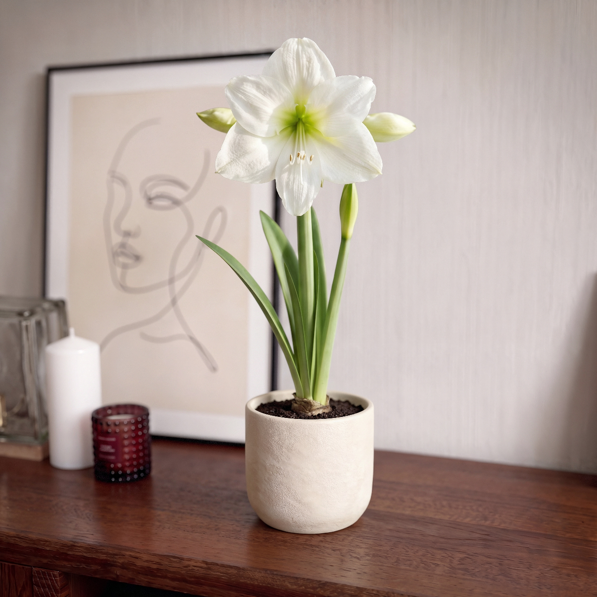 Amaryllis Casablanca