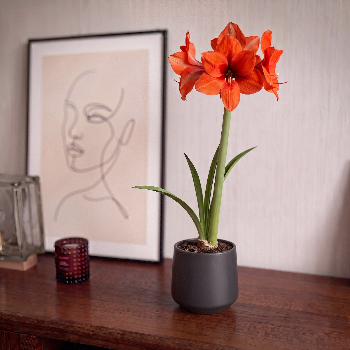 Amaryllis Horizon