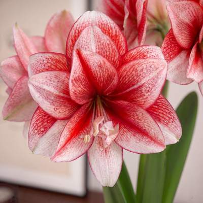 Amaryllis (Hippeastrum) Joker
