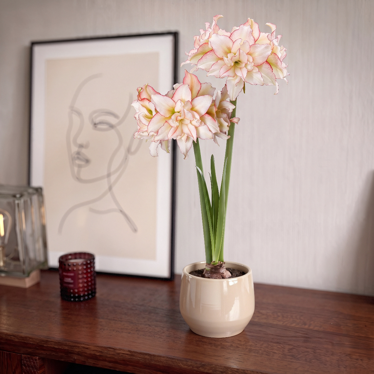 Amaryllis Harlequin