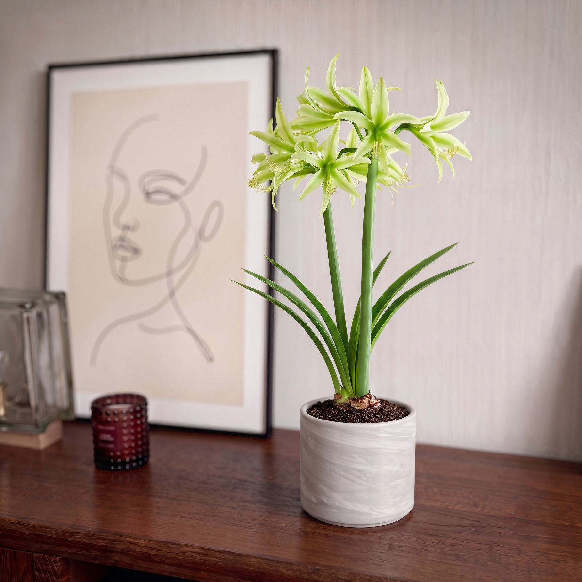 Amaryllis Evergreen