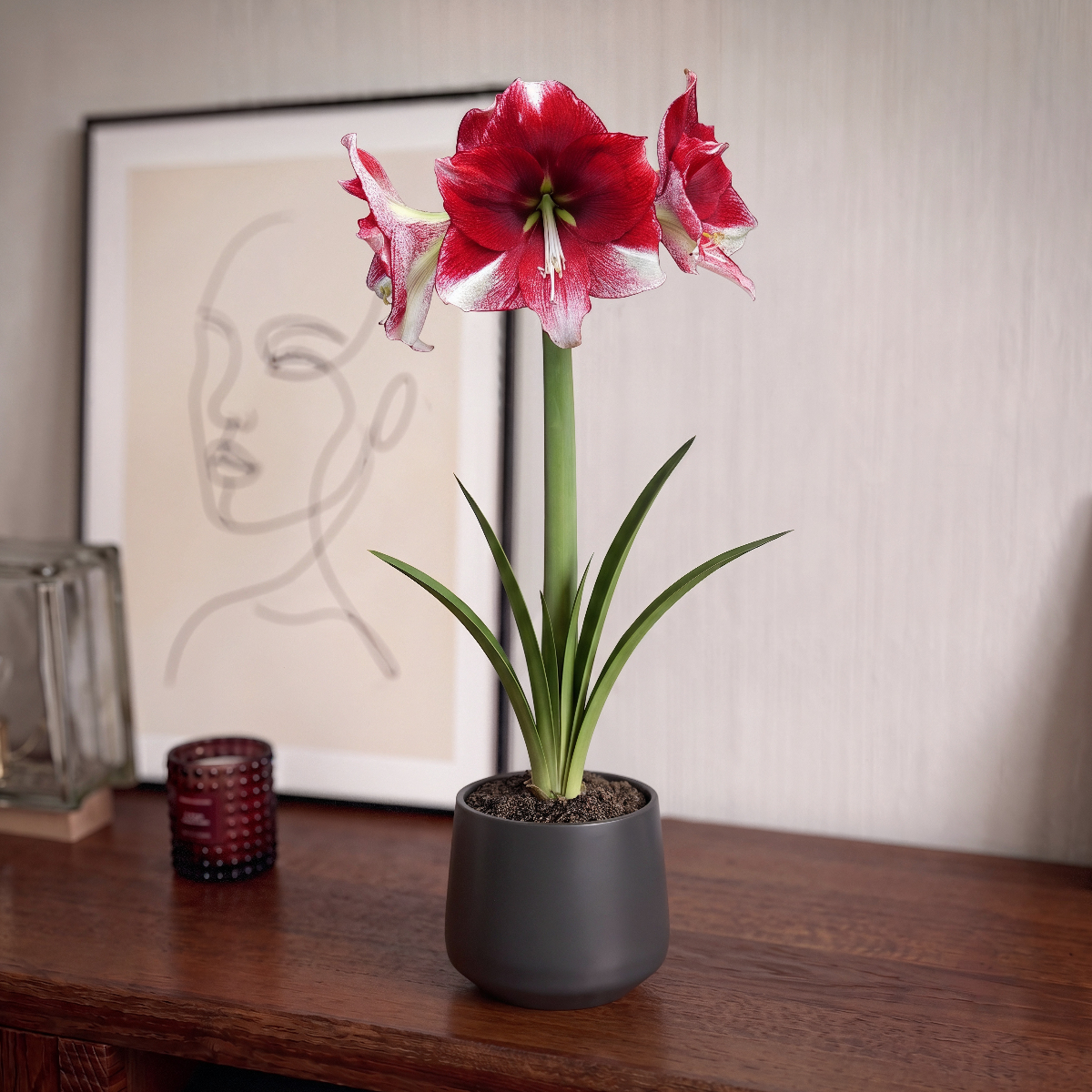 Amaryllis American Dream