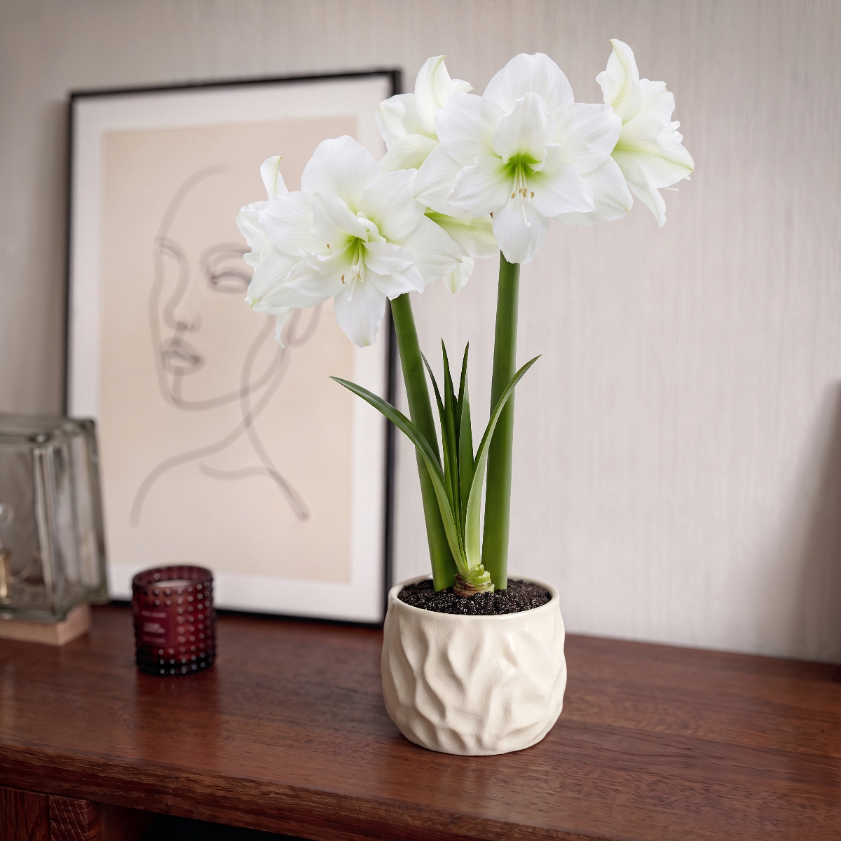 Amaryllis (Hippeastrum) Snow White