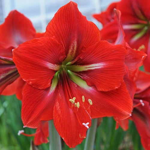 Amaryllis/Hippeastrum Napoli