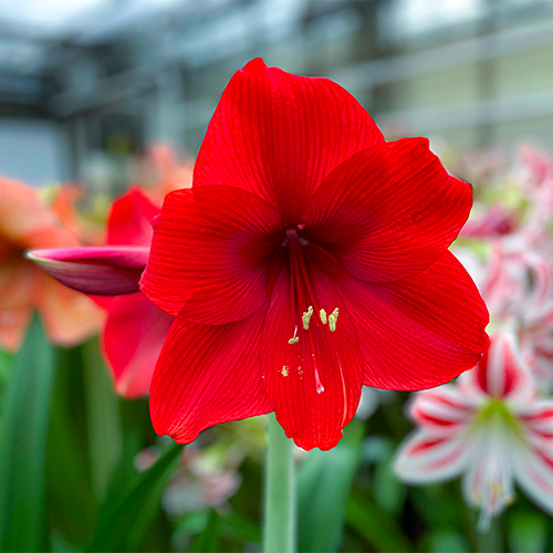 Vulcano amaryllis (Hippeastrum) with single red flowers