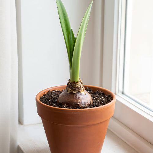 Repotting Amaryllis: When is the Right Time for the Next Pot?