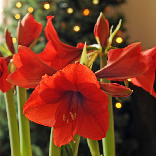 How Long Do Amaryllis Blooms Last?