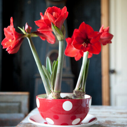 How to Get Amaryllis to Rebloom