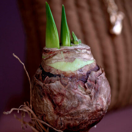 Why Is My Amaryllis Not Flowering