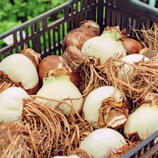 Amaryllis Planting Calendar: Seasonal Guide for Indoor and Outdoor Growth