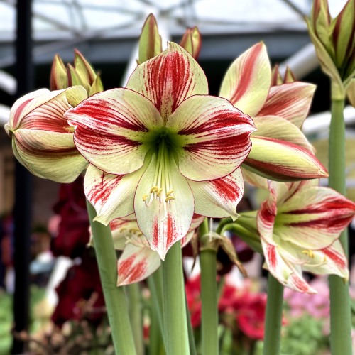 How to grow the perfect amaryllis? Amarylia