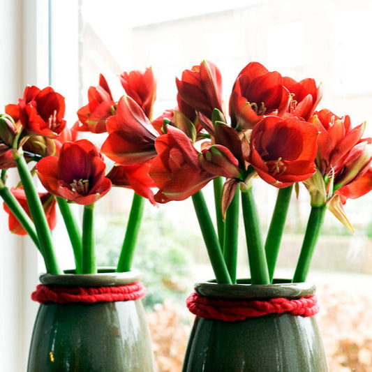 How to Care for Amaryllis: Year-Round Guide for Beautiful Blooms