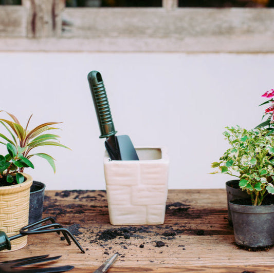 How to Grow Amaryllis: Full Care Guide from Bulb to Bloom