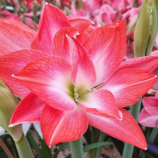 The best double varieties of amaryllis Amarylia