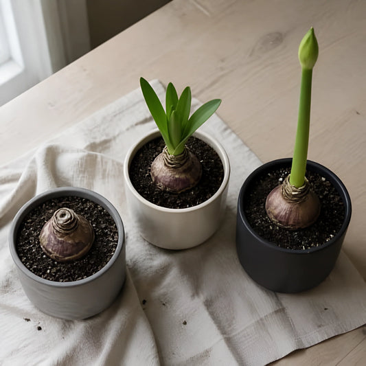 Bulbs First or Flower Stalk First? How Amaryllis Starts Growing