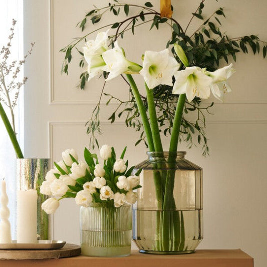 What Is Amaryllis? Meaning, Types, Appearance and Growing Info