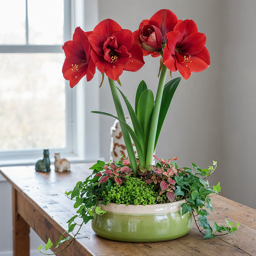 Amaryllis Companion Plants for Indoor Arrangements