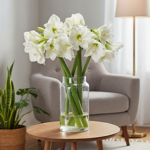 Amaryllis in a Vase: Tips for Cutting and Displaying Blooms