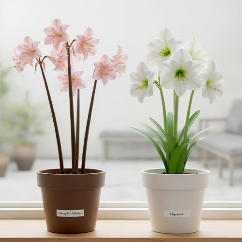 Amaryllis vs. Hippeastrum: What’s the Difference?