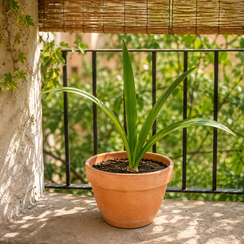Amaryllis vs Summer Heat: Saving Bulbs from Extreme Summer Heat