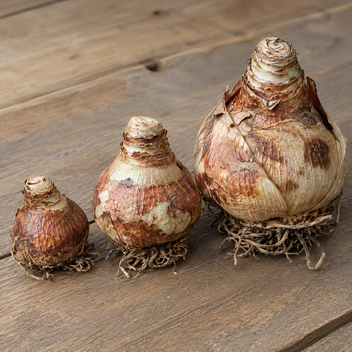 Decoding Bulb Sizes and a Guide to Choosing Amaryllis