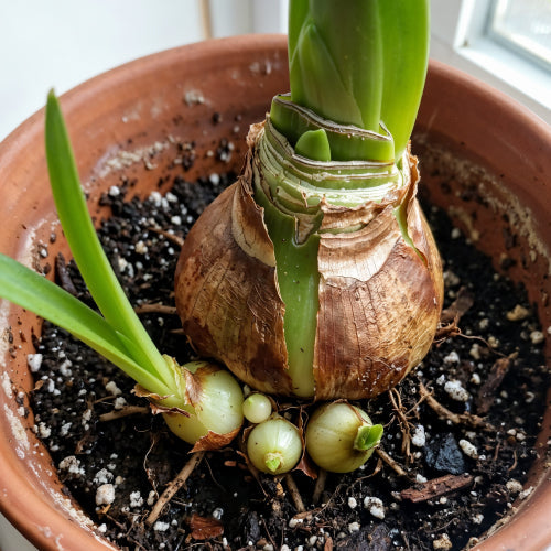 Baby Bulbs: To Separate or Not? What To Do with Amaryllis “Babies” in Spring