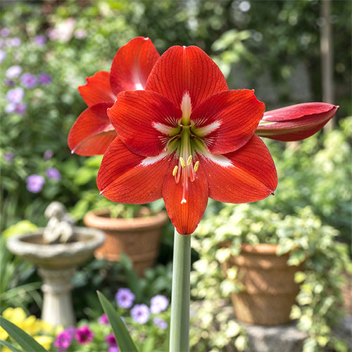 Best Amaryllis Varieties for Outdoor Gardens: Top Picks for Stunning Garden Blooms
