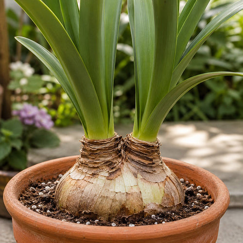 What Happens When a Mature Amaryllis Bulb Splits in Half?