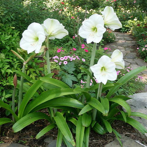 Can Amaryllis Be Grown Outdoors? Tips for Successful Garden Planting