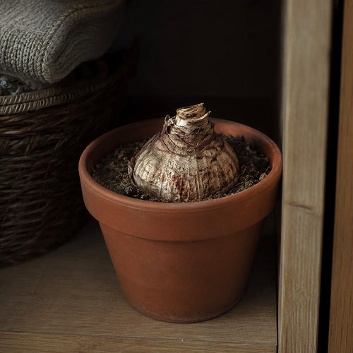 Closet vs. Fridge Dormancy: Where is the Safest Place to Grow Amaryllis?