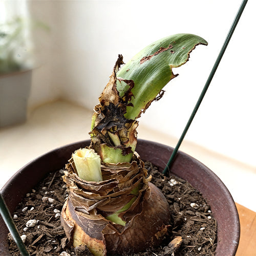 Common Pests and Diseases of Amaryllis Indoors (Red Blotch)