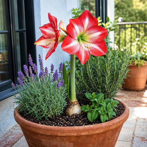 Companion Herbs for Bulbs