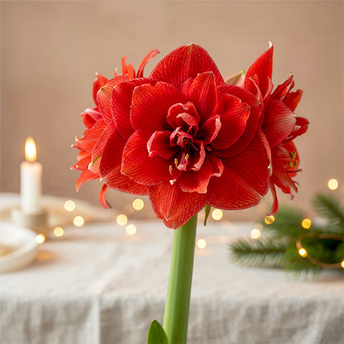 Double Amaryllis Varieties: What Makes Them So Special for Holiday Displays