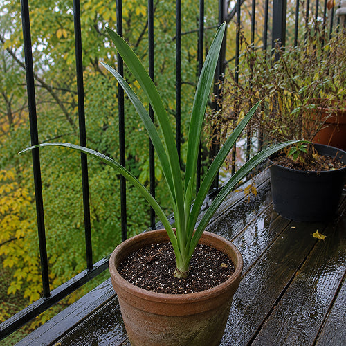 When to Bring Amaryllis Indoors: Critical Fall Temperature Thresholds