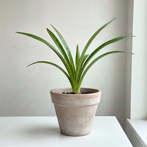 Fixing Floppy Amaryllis Leaves