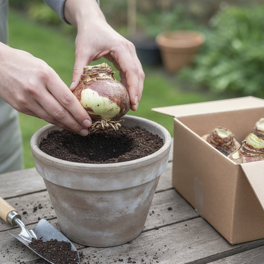 How to Store Amaryllis Bulbs