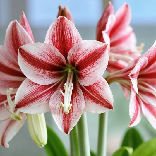 What Does Amaryllis Smell Like?