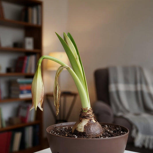 How to Treat Amaryllis Wilt