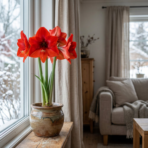 How to Extend Amaryllis Bloom Time (The Cool Spot Secret)