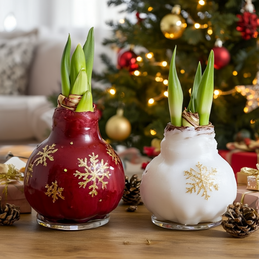 How to Care for Amaryllis in Wax