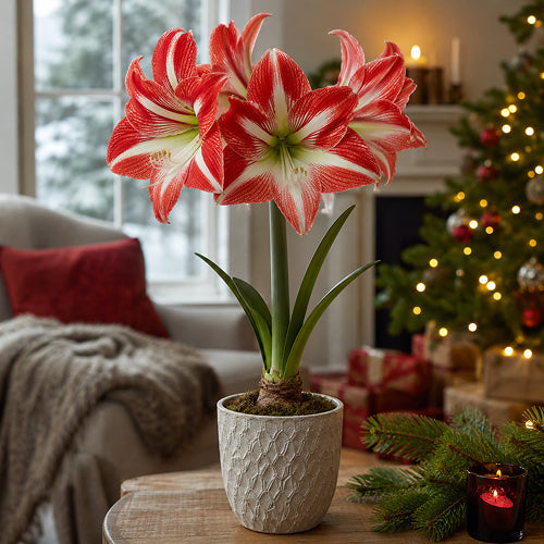 How to Time the Flowering of an Amaryllis to Coincide Exactly with the Winter Holidays